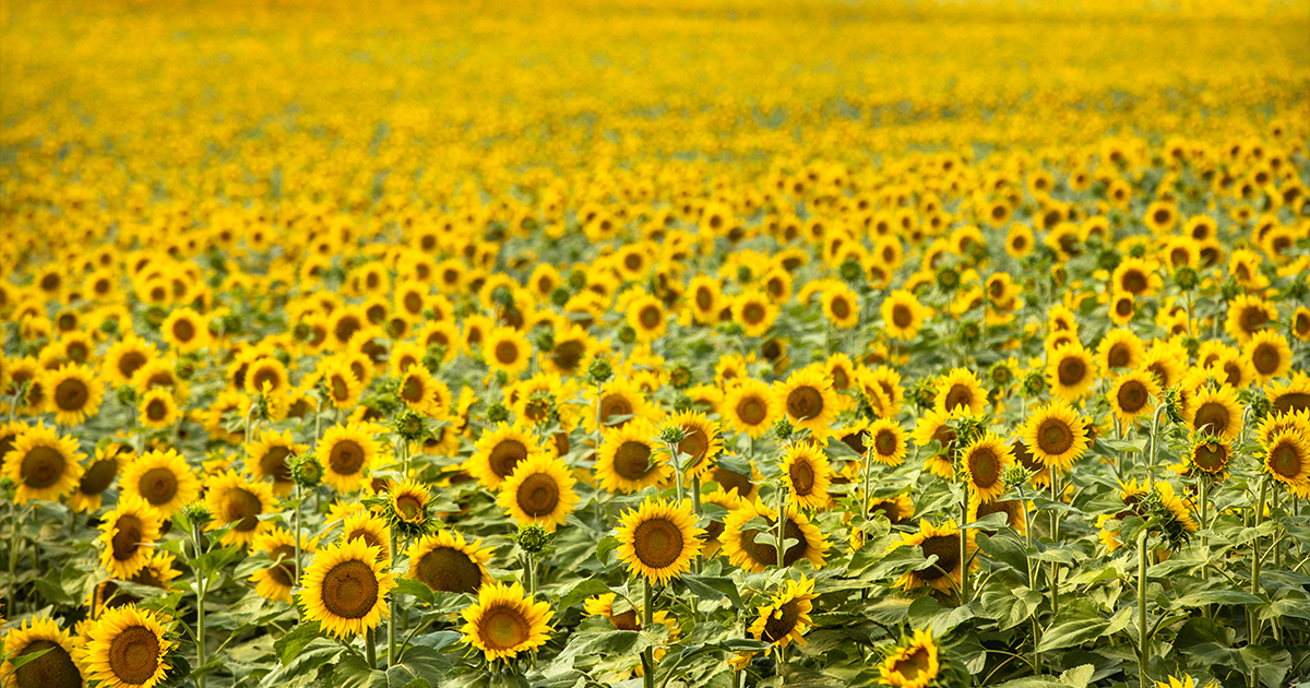 The Farms and Summer Festivals of North Dakota