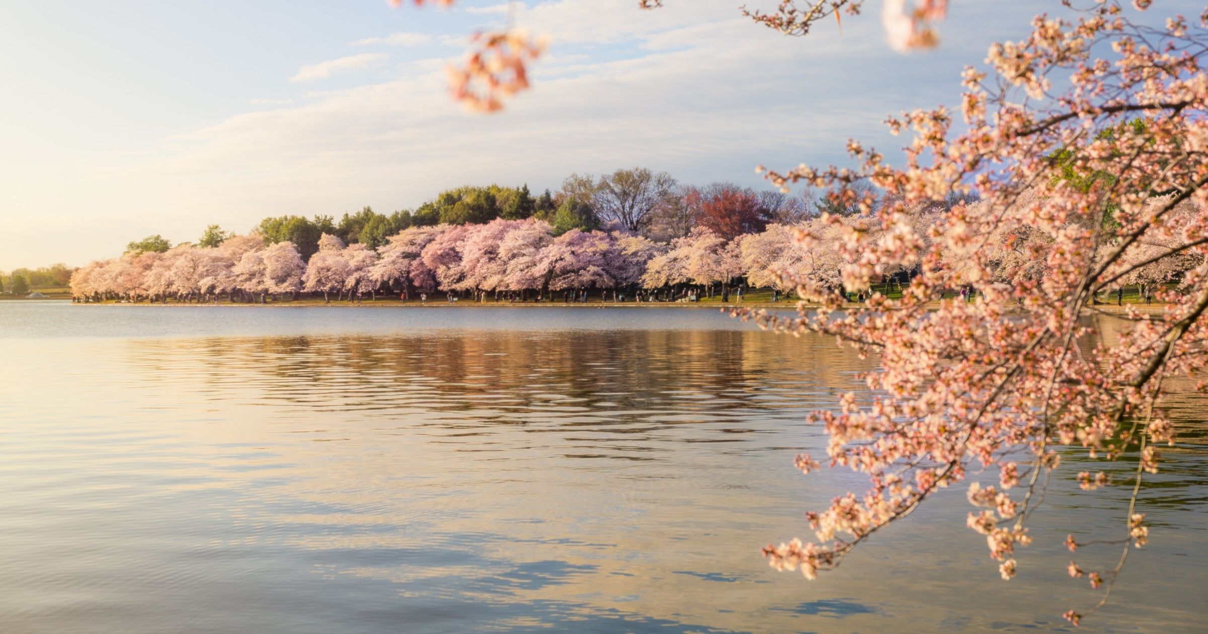 Discover a City in Bloom: DC Shines This Spring