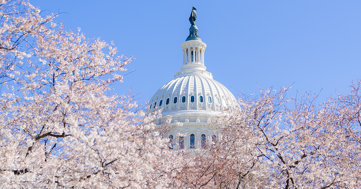 Cherry Blossoms and Beyond: DC Shines This Spring