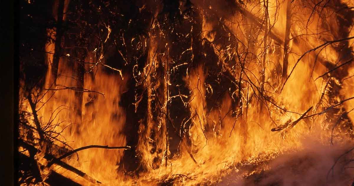 Tourism Australia Shares Statement on Bushfires