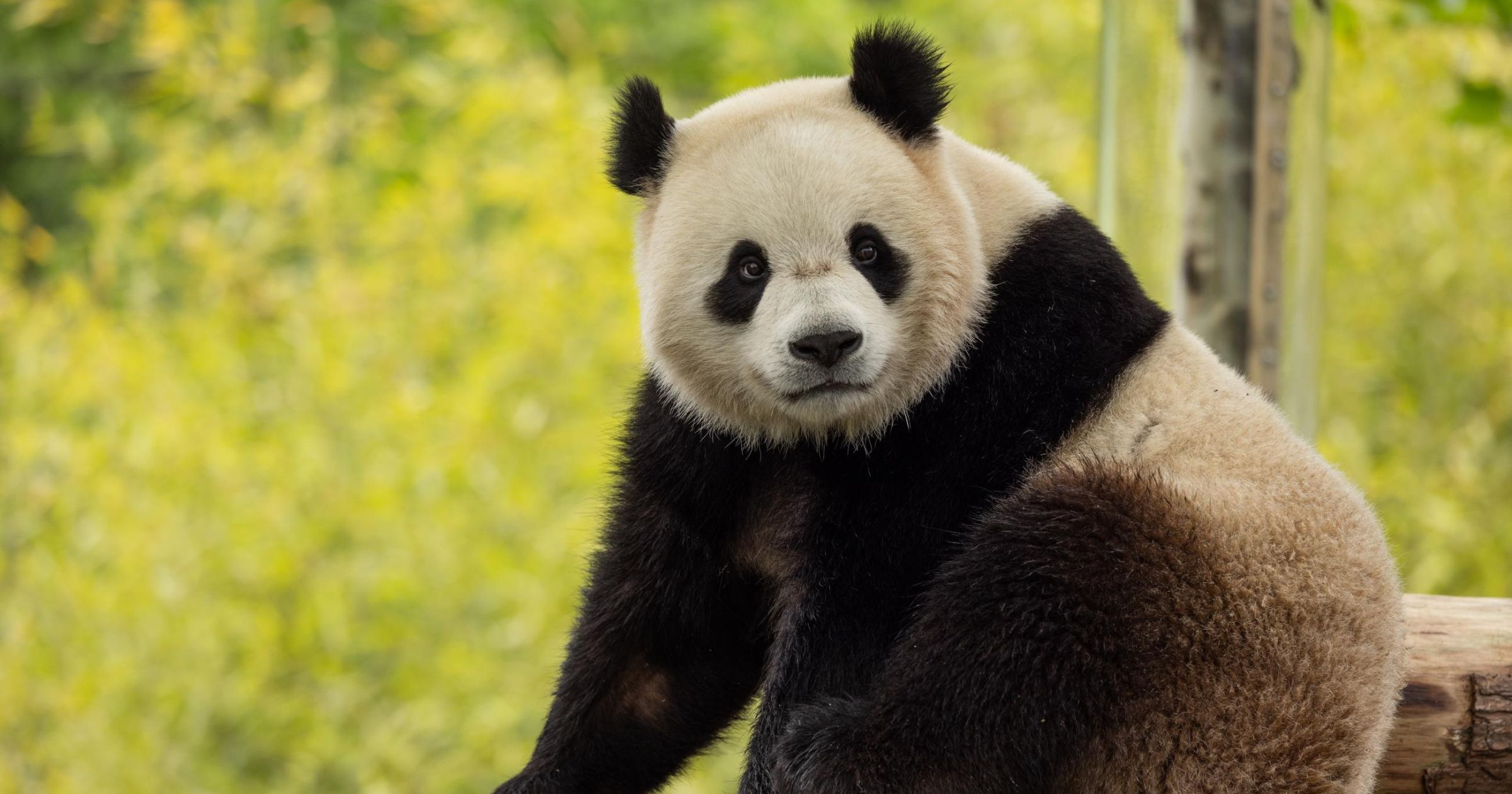 DC’s Giant Pandas Make Their Debut!