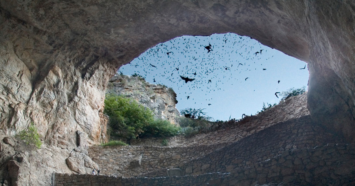 Brilliant Bat Caves