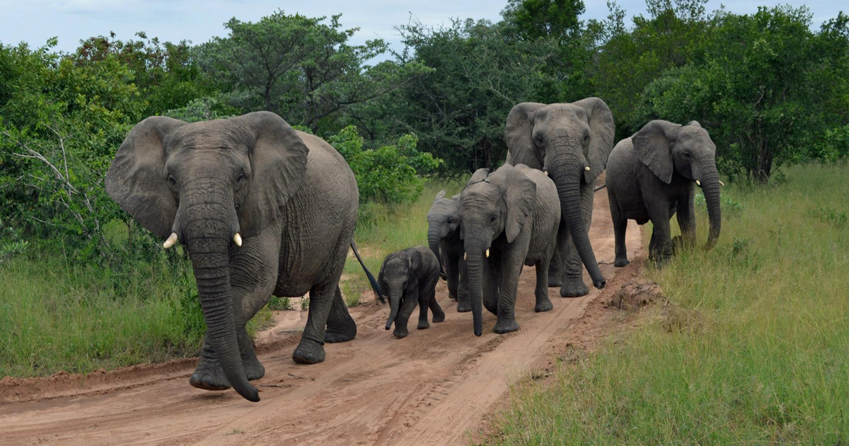 African Safari Company Presents Four New Private Safaris  for 2015